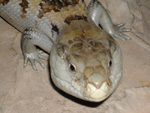Blue Tongue Face