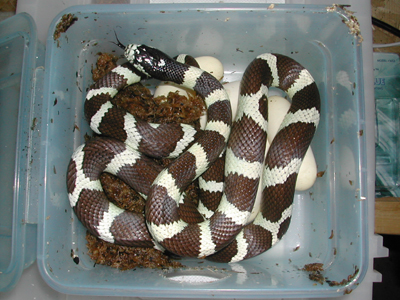 California King Snake with Eggs