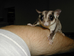 Young Male Glider