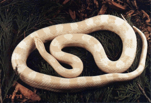 Care of your Corn Snake