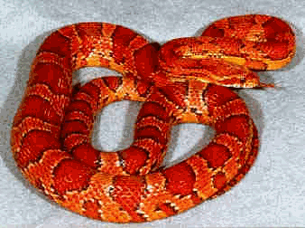 How to Care for your Corn Snake