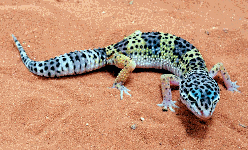 How to Care for your Leopard Gecko