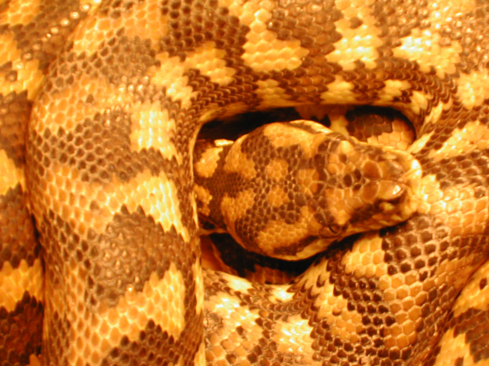 Carpet Python: Liasis mackloti