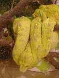Chondro Python: Chondro viridis