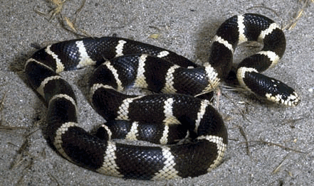 King Snake : Lampropeltis species