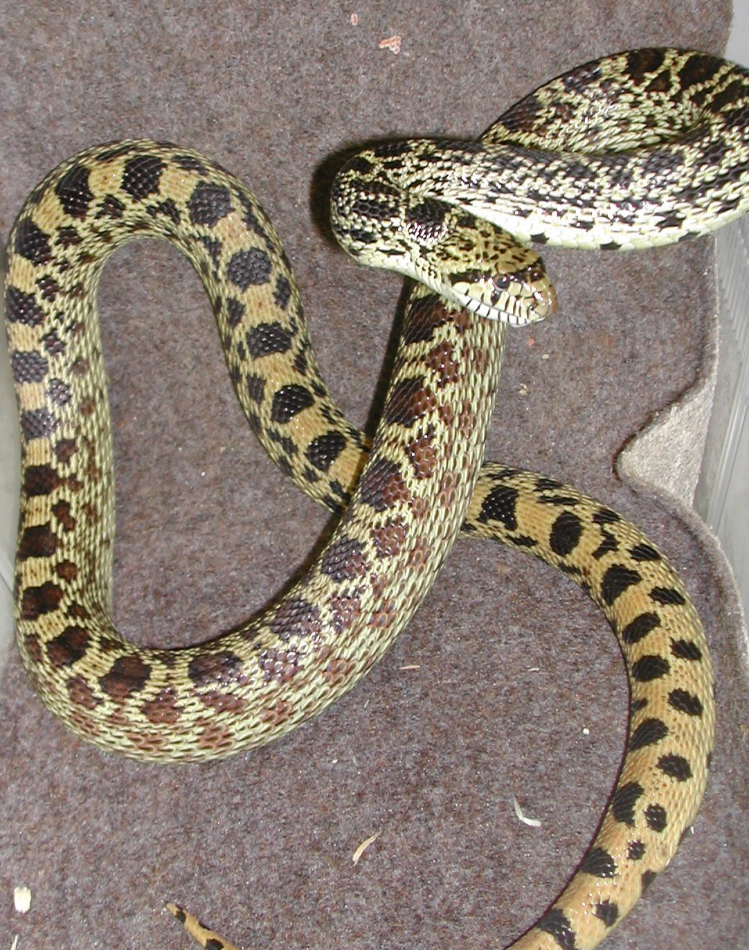 Pine Snake: Pituophis m. melanoleucus