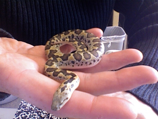 Kenyan Sand Boa: Eryx colubrinus loveridgei