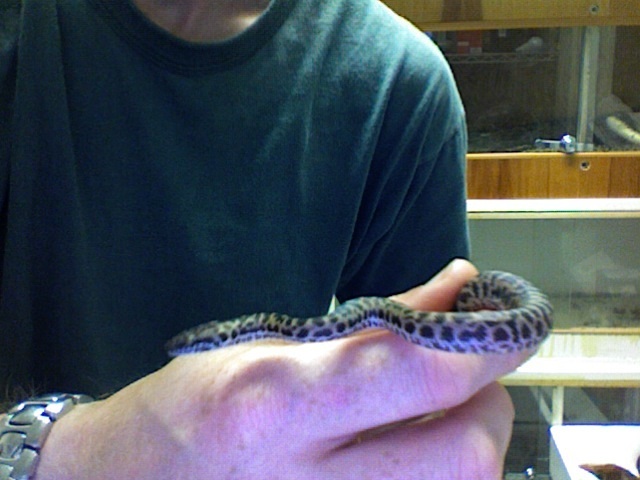 Spotted Python: Antaresia maculosa