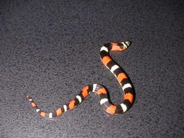 Trinket Snake: Elaphe helena