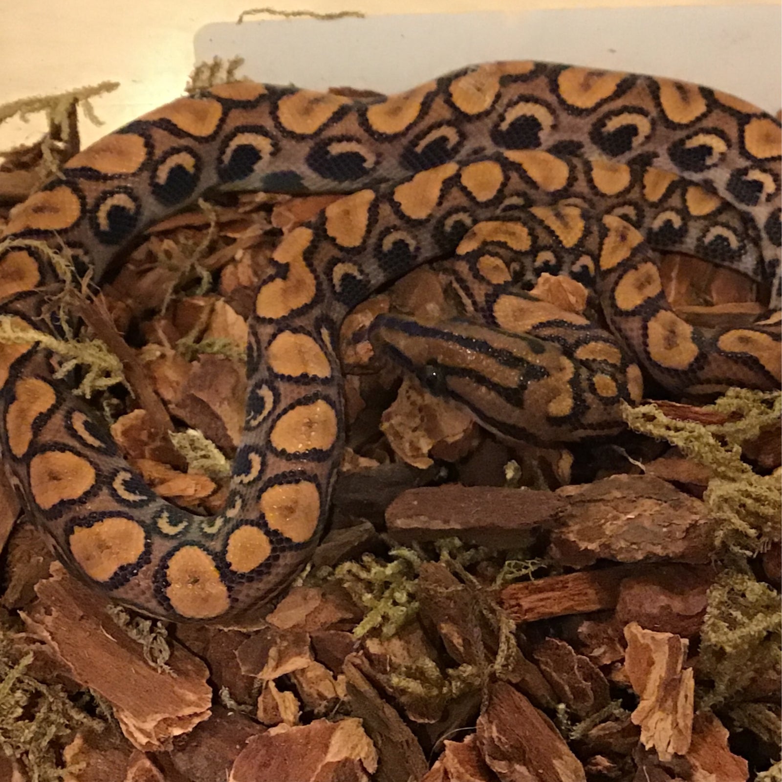 Boa - 020 Poss Het Snow Female