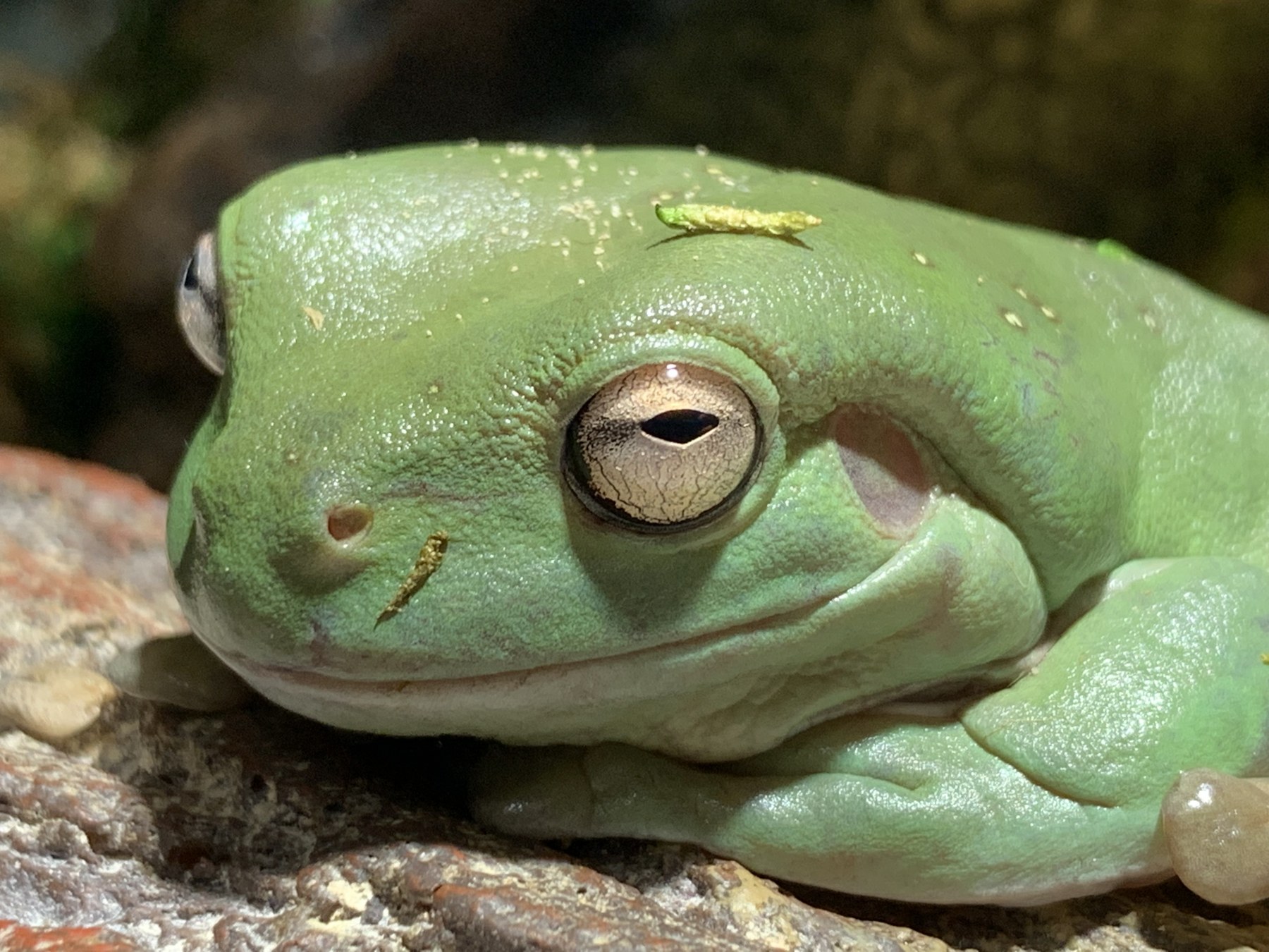 White's tree frog at Harris in Wonderland