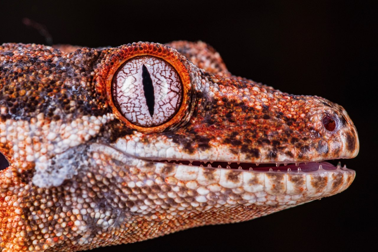 Gecko eye at Harris in Wonderland