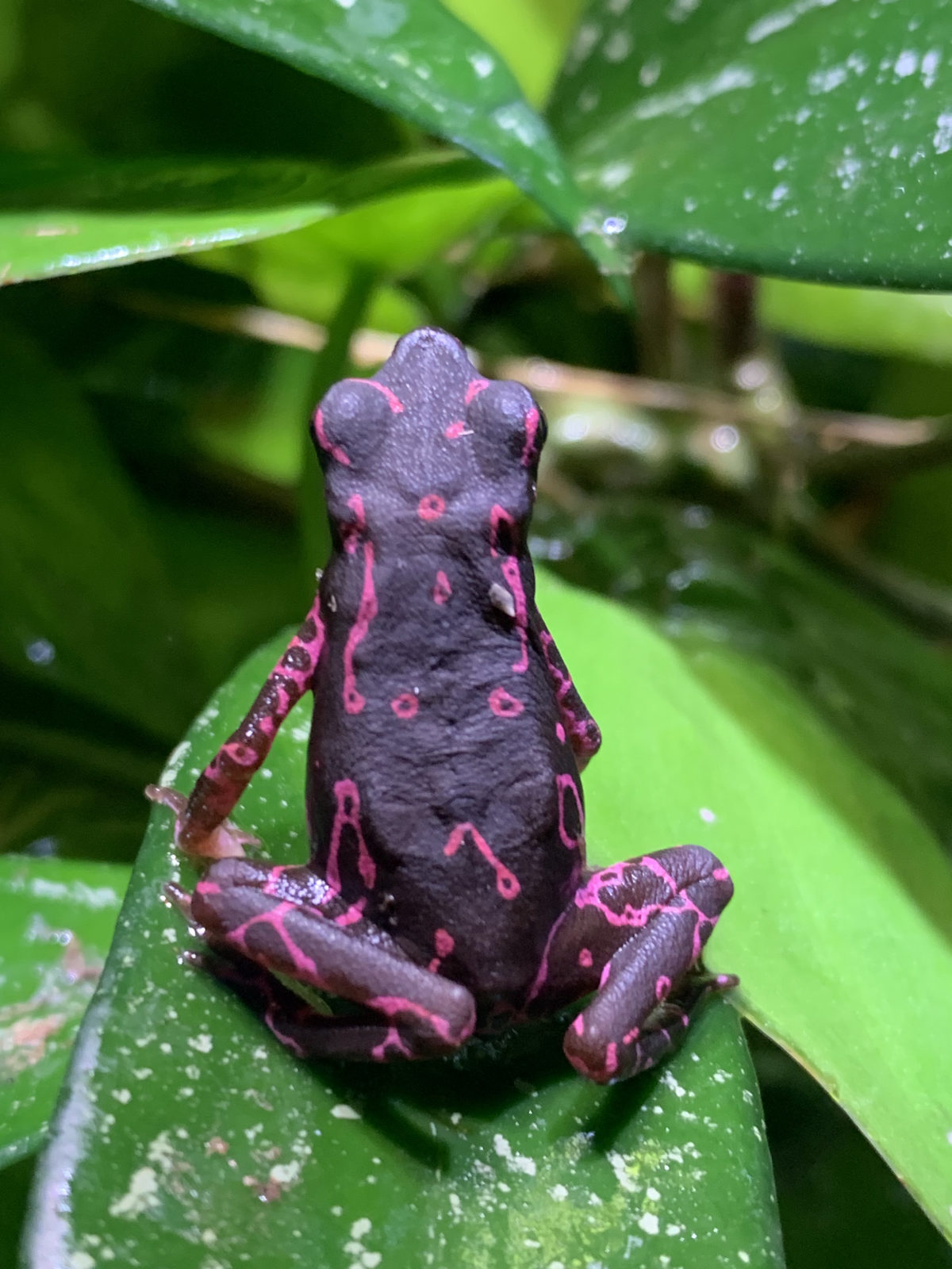 Black-and-pink poison frog at Harris in Wonderland