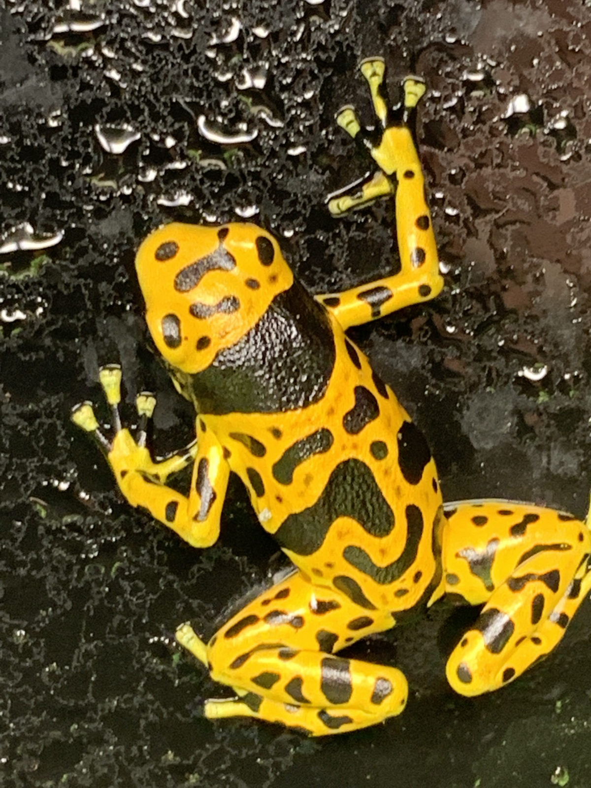 Yellow poison dart frog at Harris in Wonderland