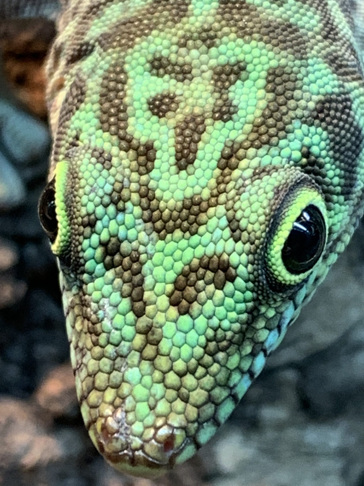 Green gecko at Harris in Wonderland
