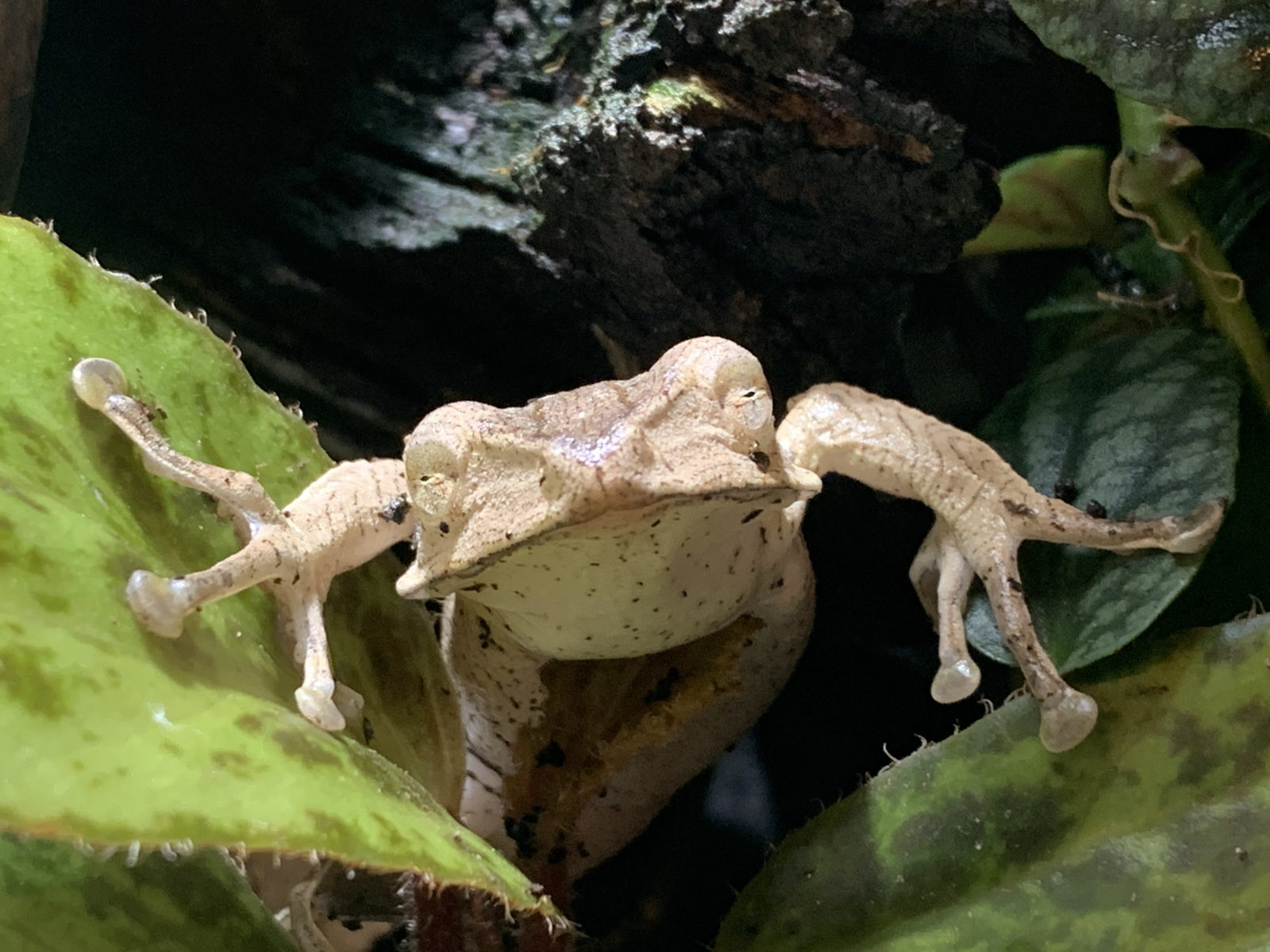 Pale gecko on a leaf at Harris in Wonderland