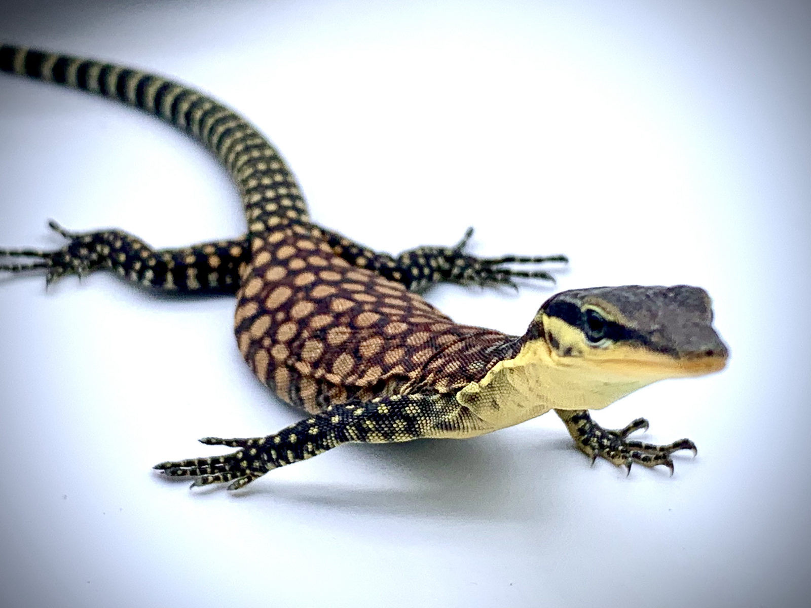 Patterned lizard at Harris in Wonderland