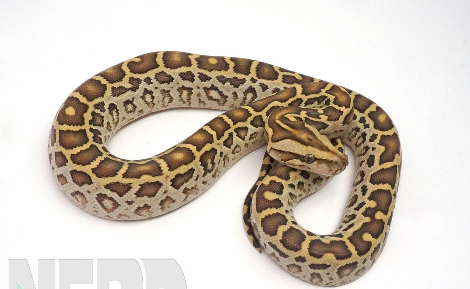 Burmese Python - 029