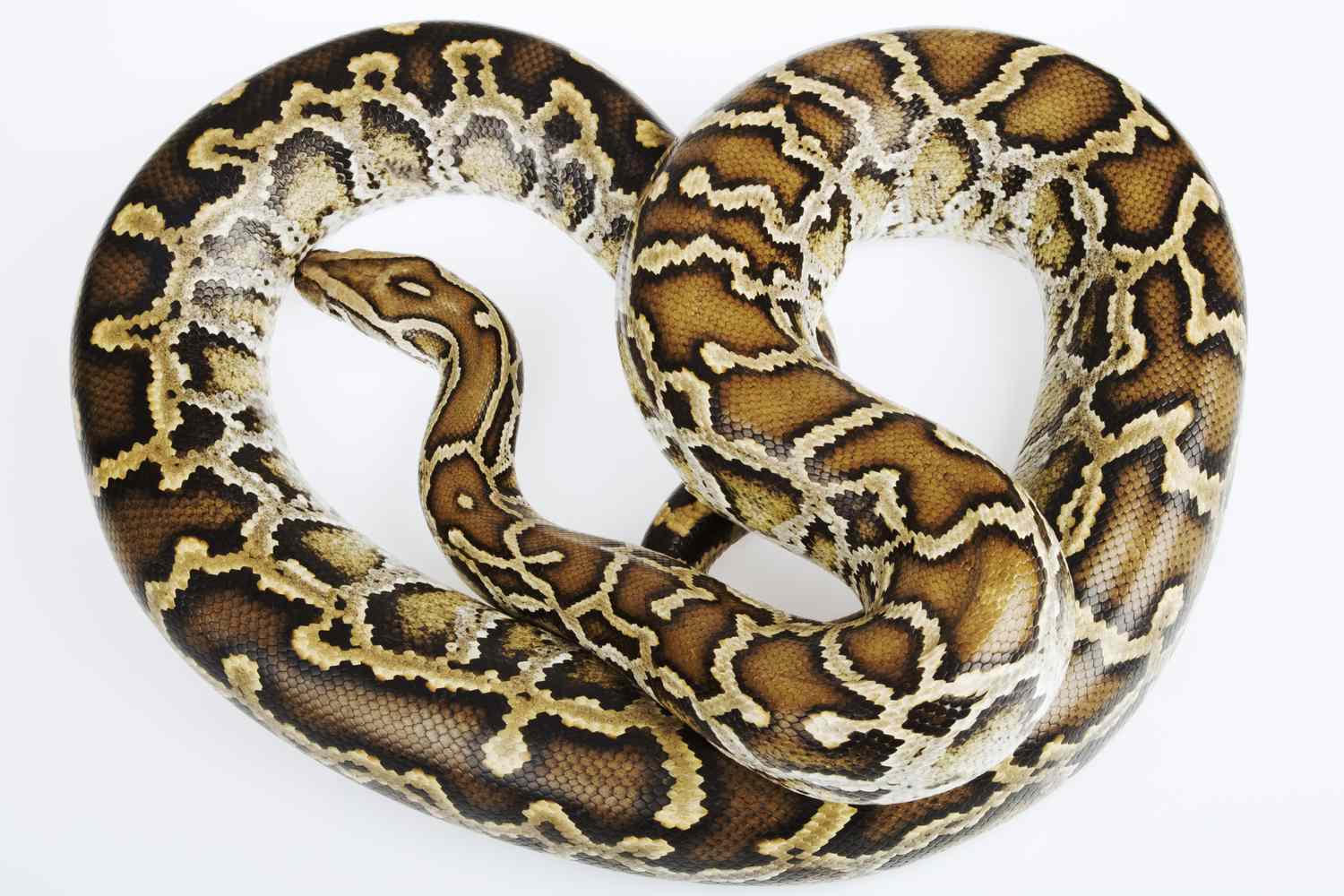 Burmese Python - 024 Female Normal