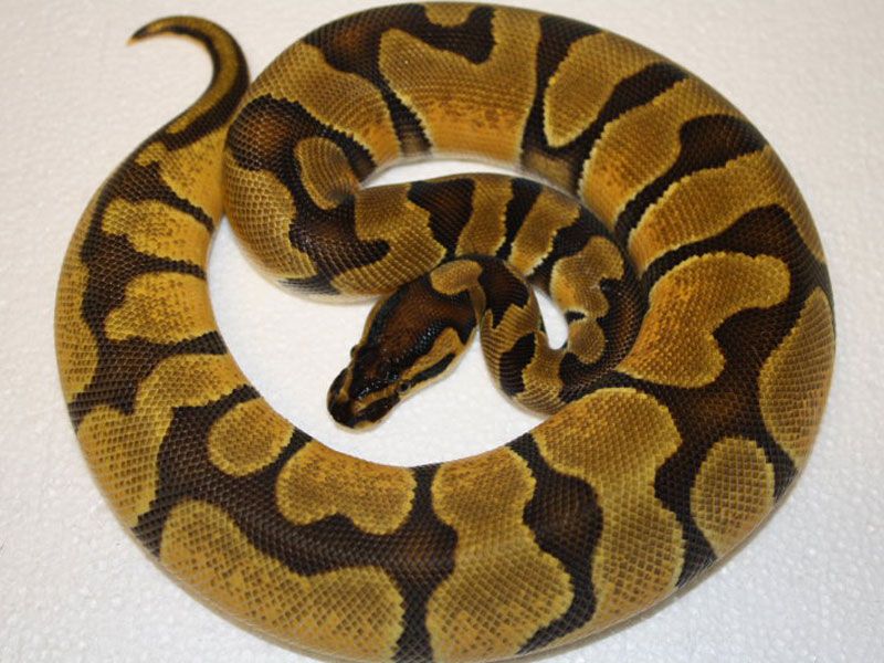 Ball Python - 101 Orange Dream Enchi Male