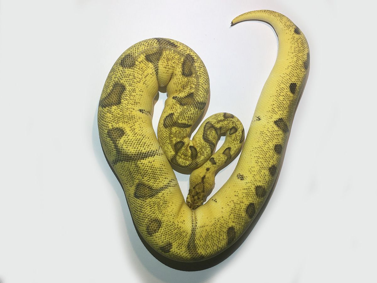 Ball Python - 107 Pastel Clown Super Enchi Male