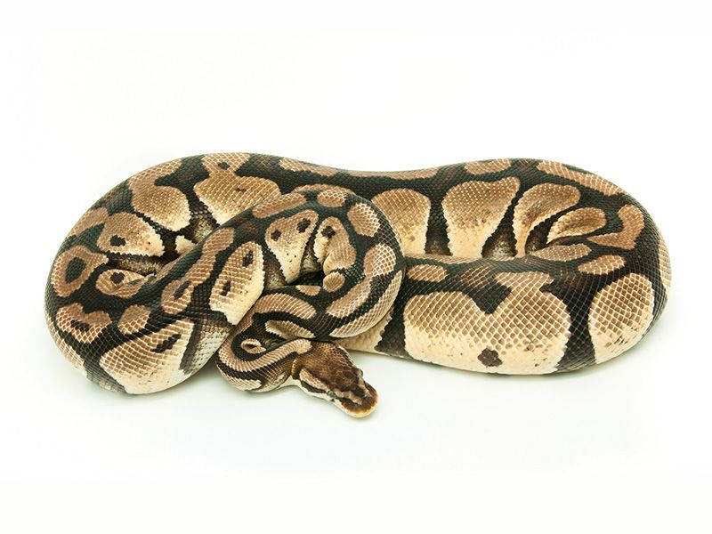 Ball Python - 112 Pastel Adult Female